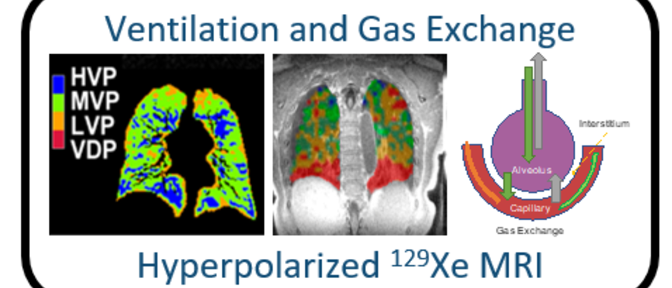 Some more images of lungs