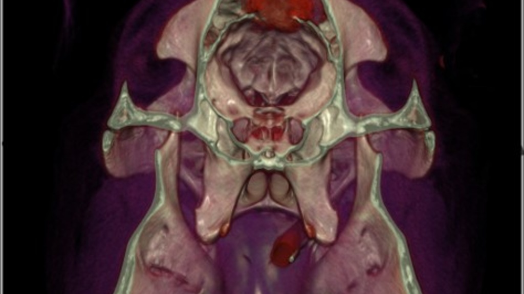 A scan of an animal